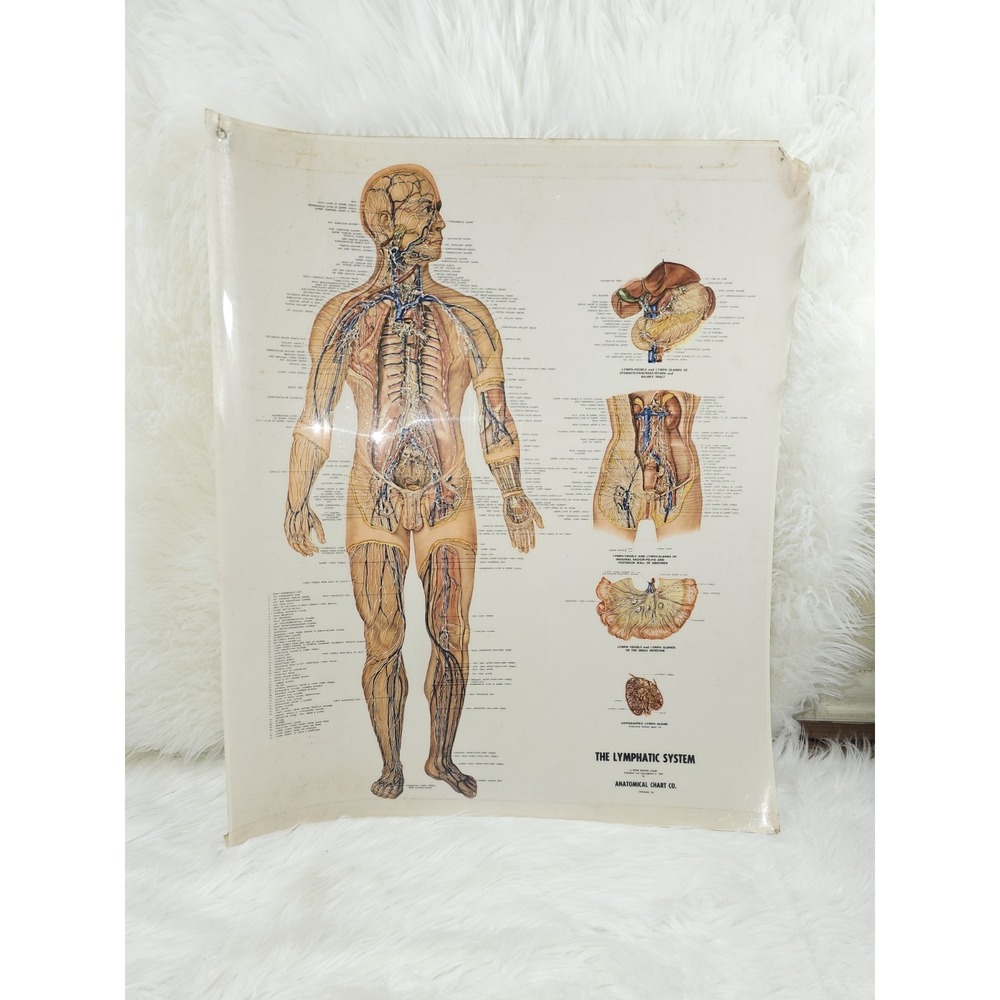 Vintage Lymphatic System Anatomical Chart Styrene Plastic 20x26 with Grommets